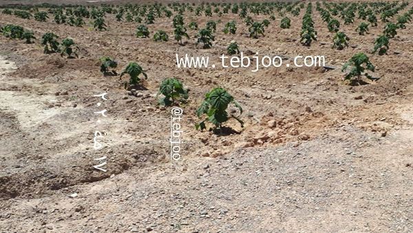 زراعت چوب پالونیا هیبرید اصلاح شده طب جو، انواع نهال پالونیا درخت پالونیا خرید و فروش پالونیا